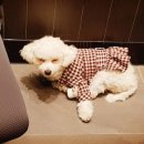 복마니 PC 이미지