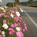 구절초가는길 이미지