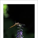 밤두둑마을 이미지