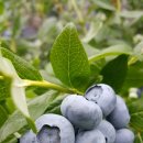 상태농장 이미지