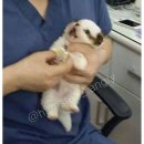 개의온도 이미지