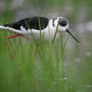 안흥초등학교신진도분교장 이미지