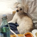 앤 | 양양 가성비 애견동반 리조트, 더앤리조트 후기