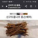 신구두릅 이미지