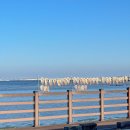 제주목화 이미지