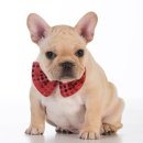 청량리 슬기 동물병원 이미지