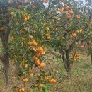 부유농장 이미지