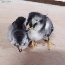 현성농장 이미지