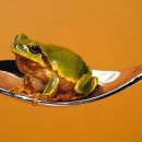 김영성 카카오 검색결과