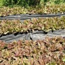 효림농장 이미지