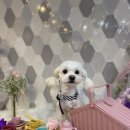 제이앤제이그루밍 네이버블로그