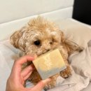 천연비누사랑어머니회 | 강아지천연비누 추천 | 보습과 세정력 모두 잡은 마이펫soap