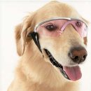 현대애견사료 이미지