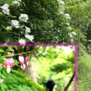 김삿갓면-13 이미지