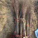 느티나무2농장 이미지