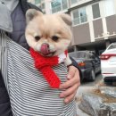 봉순두부 이미지