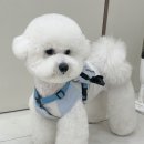 보밸롱 이미지