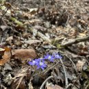 치악산둘레길 2코스 구룡길 | 치악산 둘레길 2코스 (구룡길) 수레너미제 노루귀와 야생화 탐방