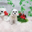별이랑 Daum카페
