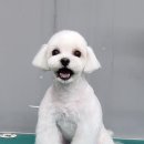 야옹아 멍멍해봐 멍멍스타일 이미지