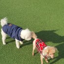 486독캠프 | 부산애견호텔 486독캠프 남구점 호텔링 후기 보리 적응 성공적!