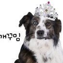 댕댕이 유치원 이미지