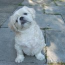 이삭애견훈련소 이미지