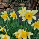 금지면 매촌마을 | 남원봄여행 매월당 야생차만들기 체험, 고려단차시음