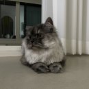 펫파민트 | [내돈내산]대구 수성구 시지 펫파민트😺 고양이 무마취 미용 후기!(제리의 여름나기😎)