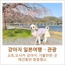 [강아지 일본여행-교토,오사카 가볼만한 곳] 벗꽃명소, 애견동반 교토 오사카, 반려견동반 일본 교토...