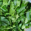 부지깽이 이미지