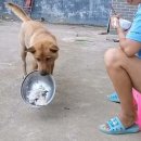 밥달라개