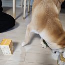 아모망