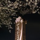대저생태공원 | 부산 벚꽃 명소, 밤 벚꽃까지 완벽했던 대저 생태공원 후기