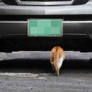 자동차가행복한집 이미지