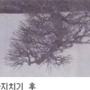 곰솔 순자르기 원리와 방법 ?- 15. 휴면기 철사걸기 이미지