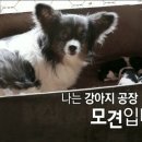 나는강아지 이미지