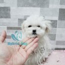 임피리얼펫 이미지