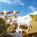 농업농촌테마마을 이미지