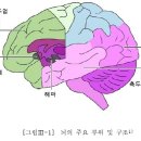 마음챙김의 뇌과학적 근거 - 뇌의 구조와 기능 이미지