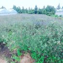 야동농장 이미지