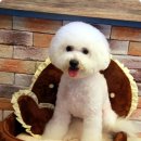 단추펫살롱 이미지