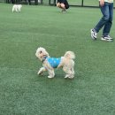 아이러브마이독 이미지