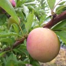 초당농장 이미지