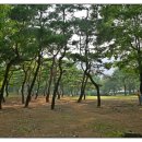 소나무와 호수 이미지