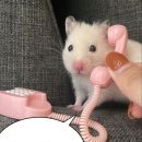 스톡홀름 샐러드 계명대점 네이버블로그