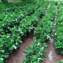 태환농장 이미지