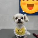 뽀숑그루밍 이미지