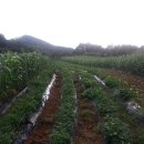 들꽃펜션 이미지