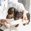 스타동물의료센터 이미지